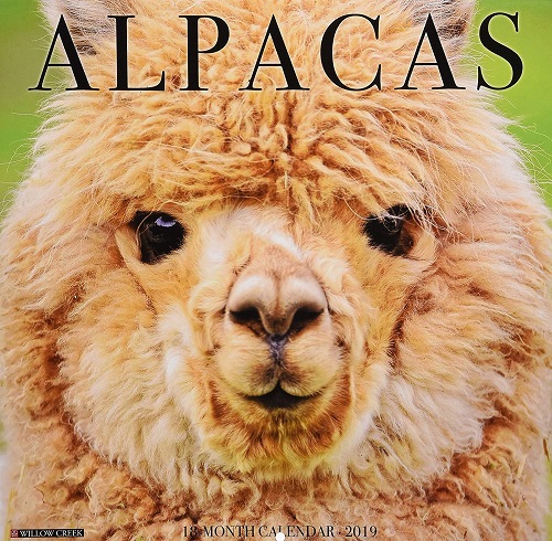 Alpacas Wall Calendar 2019 - Willow Creek Press