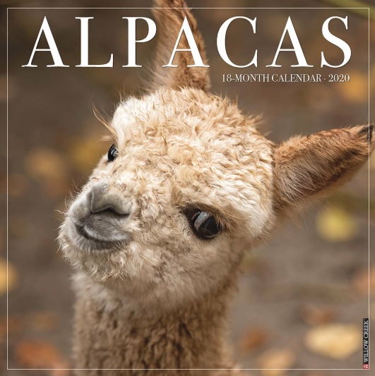 Alpacas Wall Calendar 2020 Willow Creek Press