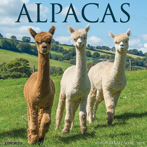 Alpacas Wall Calendar 2021 Willow Creek Press