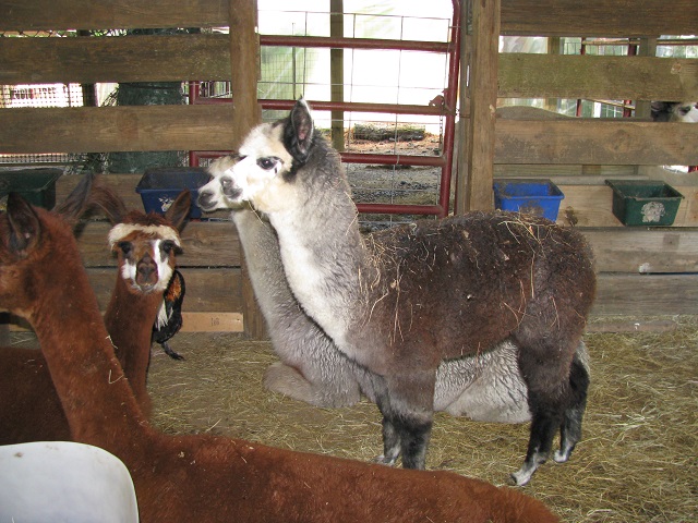 Another view of the Little Creek Menagerie Alpacas