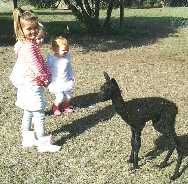 Admirers of Lilly's Cria