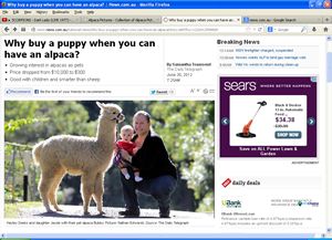 Growing interest in having Alpaca as pets in Australia