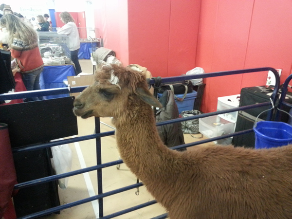 Alpaca named Santana from Illusion Ranch visits the Long Island Pet Expo