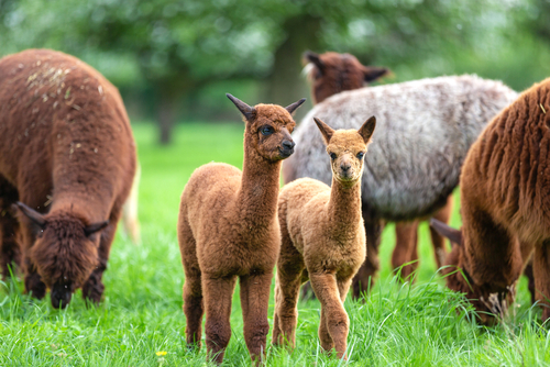 Two young Alpacas walking side by side