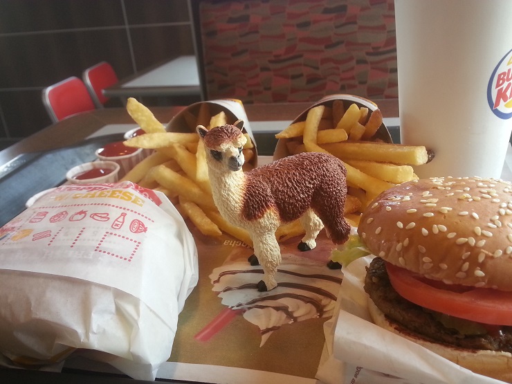 Ruffo the Alpaca eating Burger King meal
