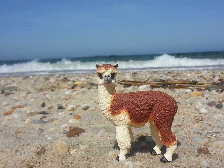 Ruffo the Alpaca with waves at Sunken Meadow Beach