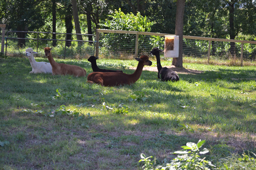 Alpaca relaxing in the shade at Tag Along Alpacas Farm