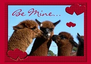 Be Mine Cute Alpaca Valentine Greeting Card by Walnut Creek Alpacas