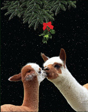 Make New Friends Christmas Alpaca Greeting Card