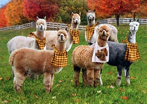 Ready for Dinner Alpaca themed Thanksgiving Day Greeting Card