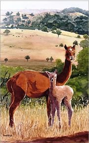 Are You Talking To Us Alpaca Painting by Renata Wright
