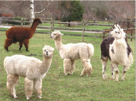 Photo of Alpaca and Llama on a Farm