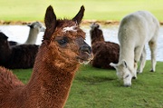 Brown colored Alpaca photo taken by Christels