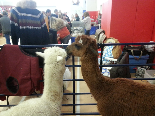 Alpaca named Dusty and Santana from Illusion Ranch visit the Long Island Pet Expo