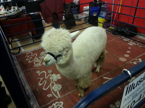Alpaca named Dusty from Illusion Ranch visits the Long Island Pet Expo
