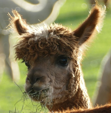 Photo of an alpaca munching on some hay by BabaMu