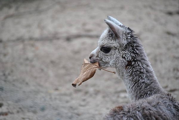 Alpaca with a leaf in its mouth