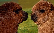 Photo of brown Alpaca nose to nose by Ulleo