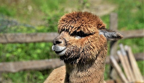 Closeup of Brown Alpaca with ears pointing Back
