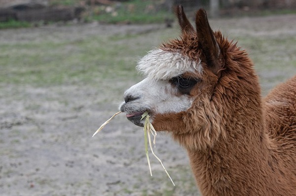 How much hay do Alpacas eat every day