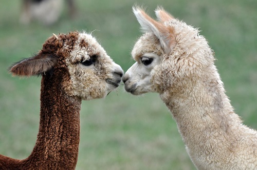 Just Friends Alpacas photo by Mike Munchel