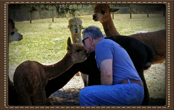 Alpaca named One giving a kiss with others in the background ready with their kisses