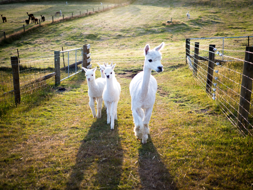 Mother Alpaca with her Cria returning home