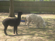 Alpaca Onyx and Ezra of the Lewis Oliver Farm