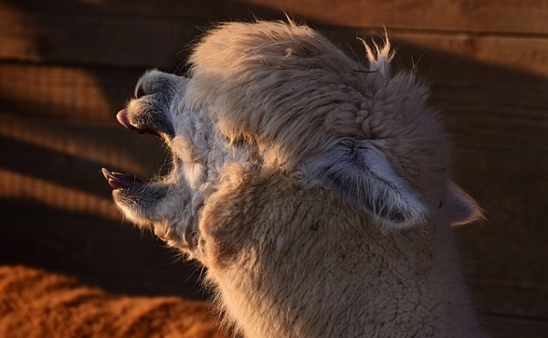 Alpaca Expresses That Sunday Evening Feeling