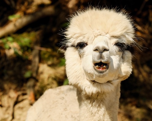 What do you call it when Alpaca sing alone