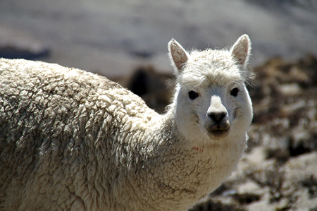 Photo of White Alpaca taken by Peter Verdnik somewhere between Arequipa and Colca Canyon in Peru