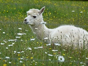 Photo of White Alpaca sitting in Field of Wild Flowers by Meatle