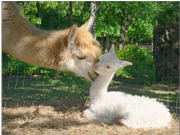Alpaca Mom with Baby Cria at Walnut Creek Alpacas Farm