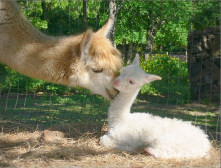 Alpaca Mom with Baby Cria at Walnut Creek Alpacas