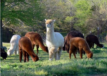 Alpaca Sleigh Belle at the Walnut Creek Alpacas Farm