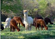 Alpaca Sleigh Belle at the Walnut Creek Alpacas Farm