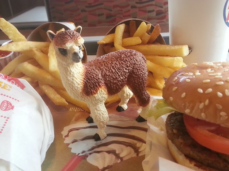 Ruffo the Alpaca enjoying a Burger King meal