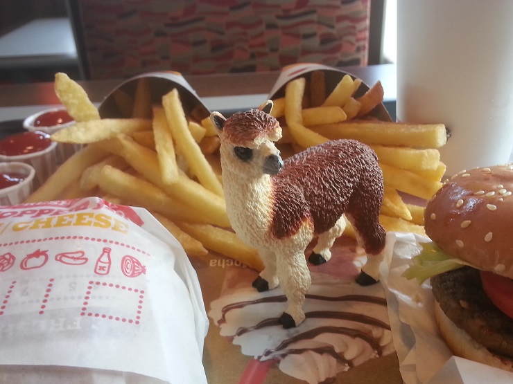 Ruffo the Alpaca enjoying Burger King