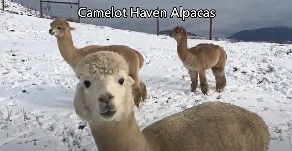 Alpaca Boys on hill at Camelot Haven