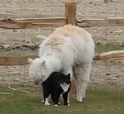 Alpaca Lacey with Cat named Mittens