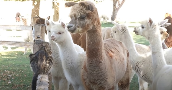 Alpacas are so curious of the kittens