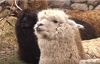 Alpacas in Peru Video