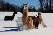 Alpacas of Make My Day Farm loving the Snow