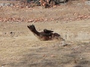 Video of Aristotle Alpaca Cria rolling in the dirt