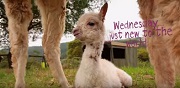 Baby Alpacas First Day