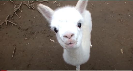 Cute and Adorable Alpacas video compilation