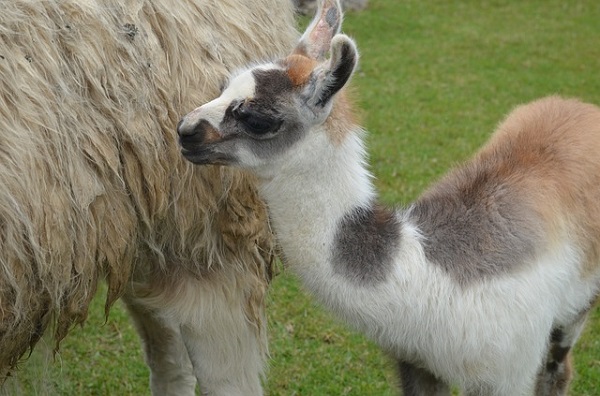 Baby Llama standing next to Mother at Machu Picchu