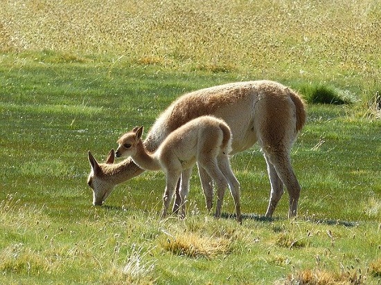 Guanaco Mother and Child South American landscape