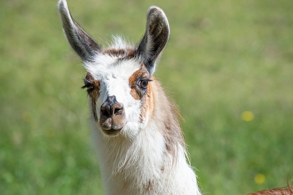 Llama raised it's ears after discovering Lottery Jackpot amount