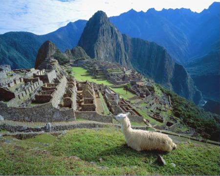 Photo of Llama resting on a hill at Machu Picchu Peru